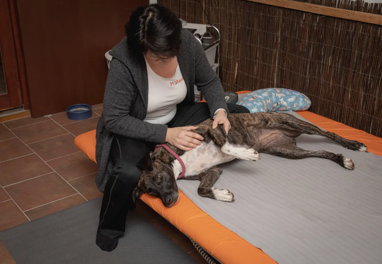 Hundepfotenfit-Hundephysiotherapie