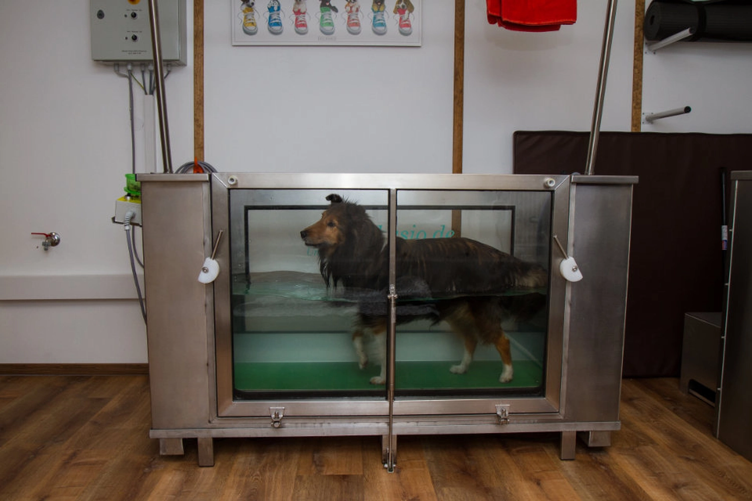Hydrotherapie pfotenfit-Hundephysiotherapie