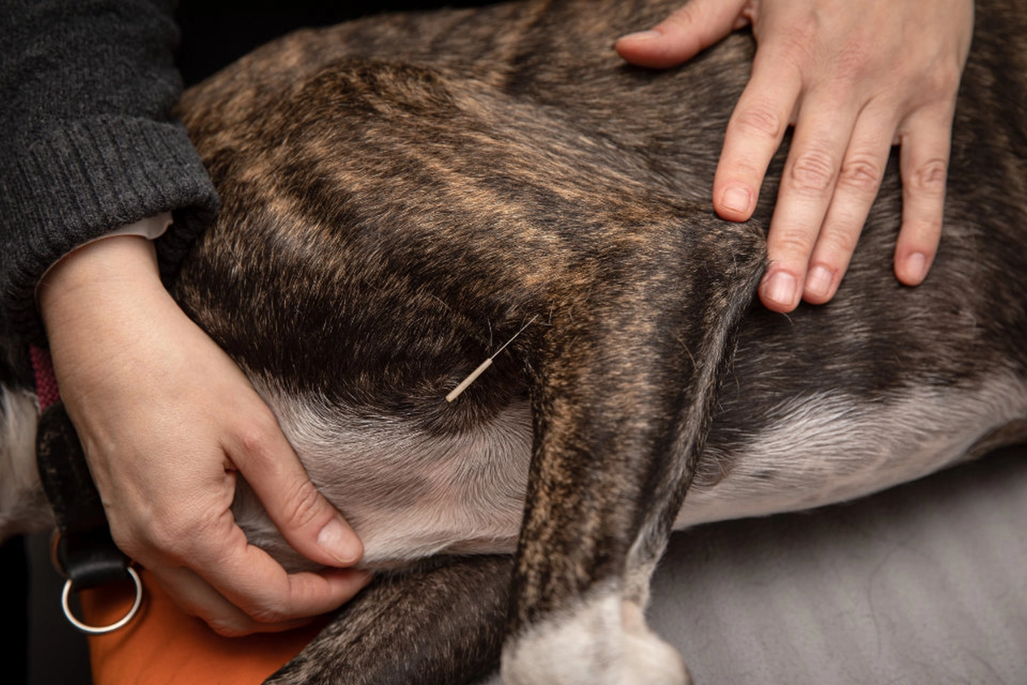 Akupunktur pfotenfit-Hundephysiotherapie