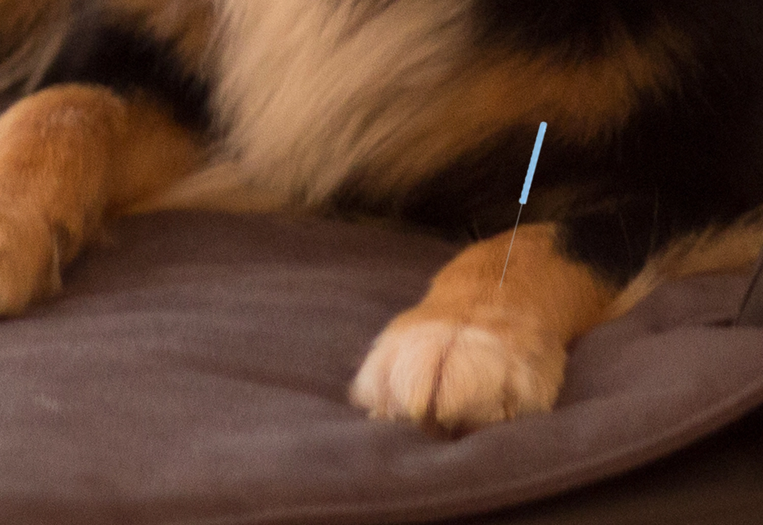 Akupunktur pfotenfit-Hundephysiotherapie