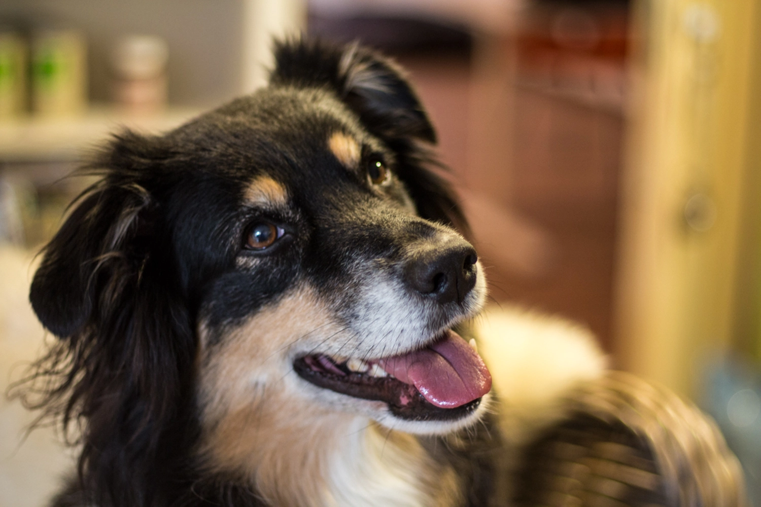 Hundepfotenfit-Hundephysiotherapie