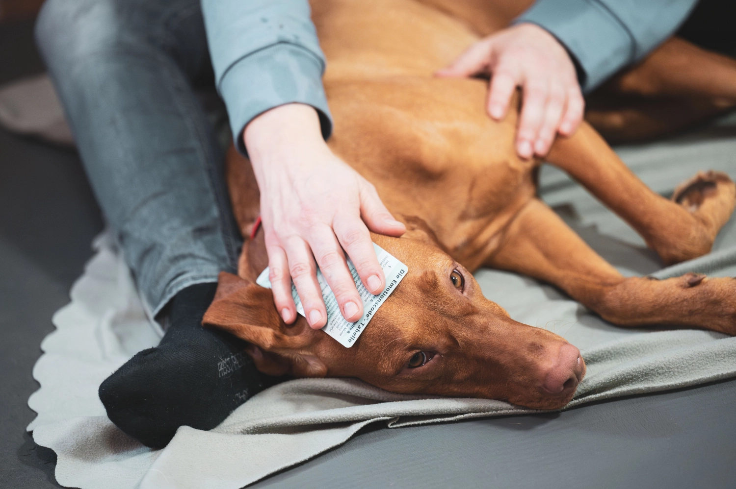 Tiereergetik pfotenfit-Hundephysiotherapie