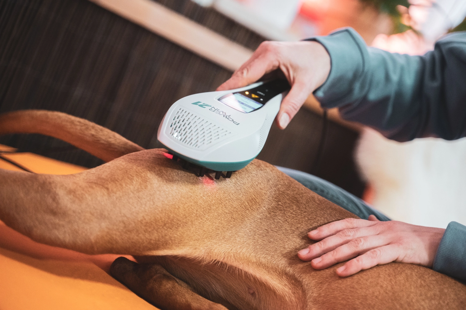 Laser Therapie pfotenfit-Hundephysiotherapie