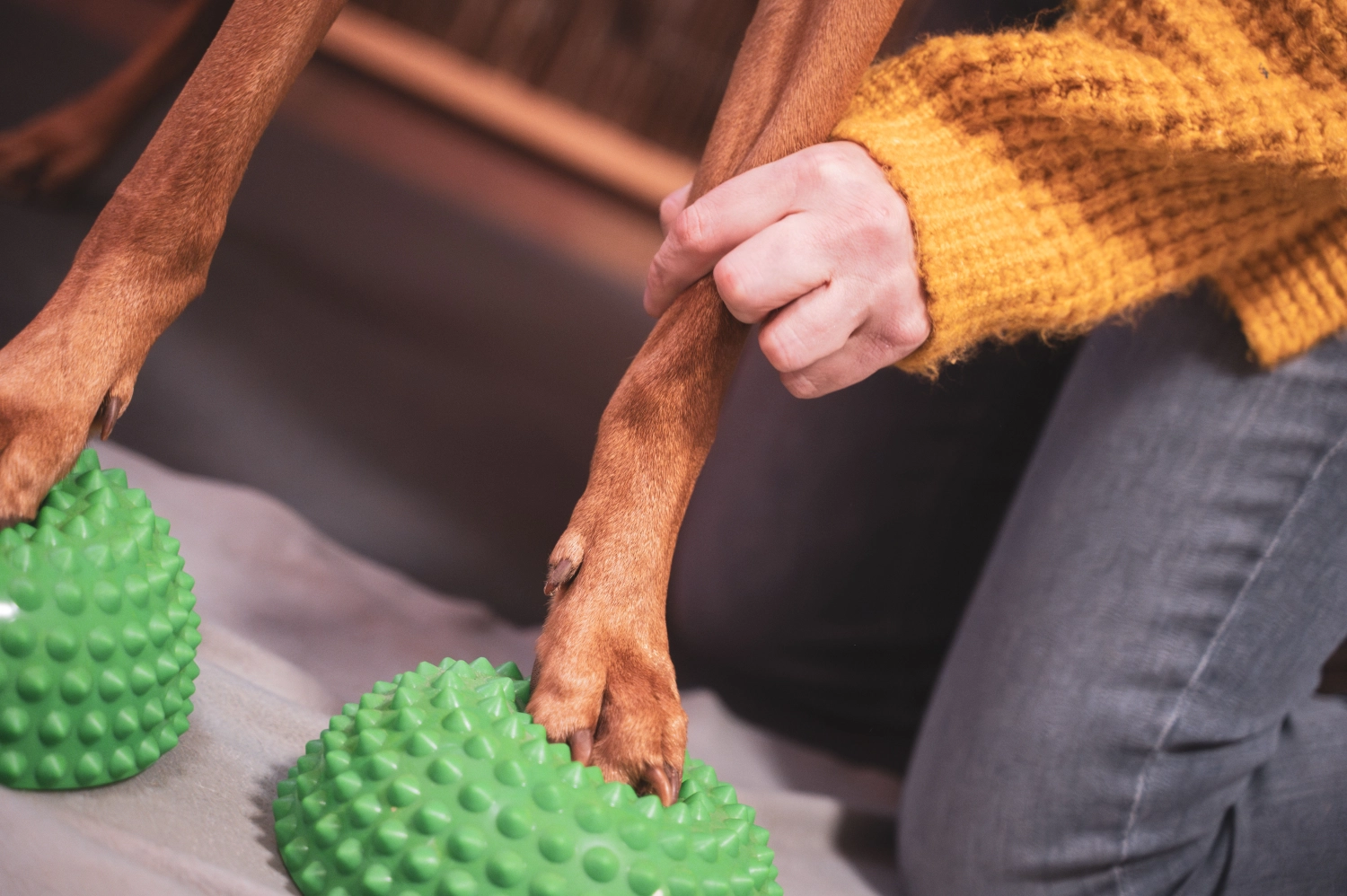 Bewegungstherapie pfotenfit-Hundephysiotherapie