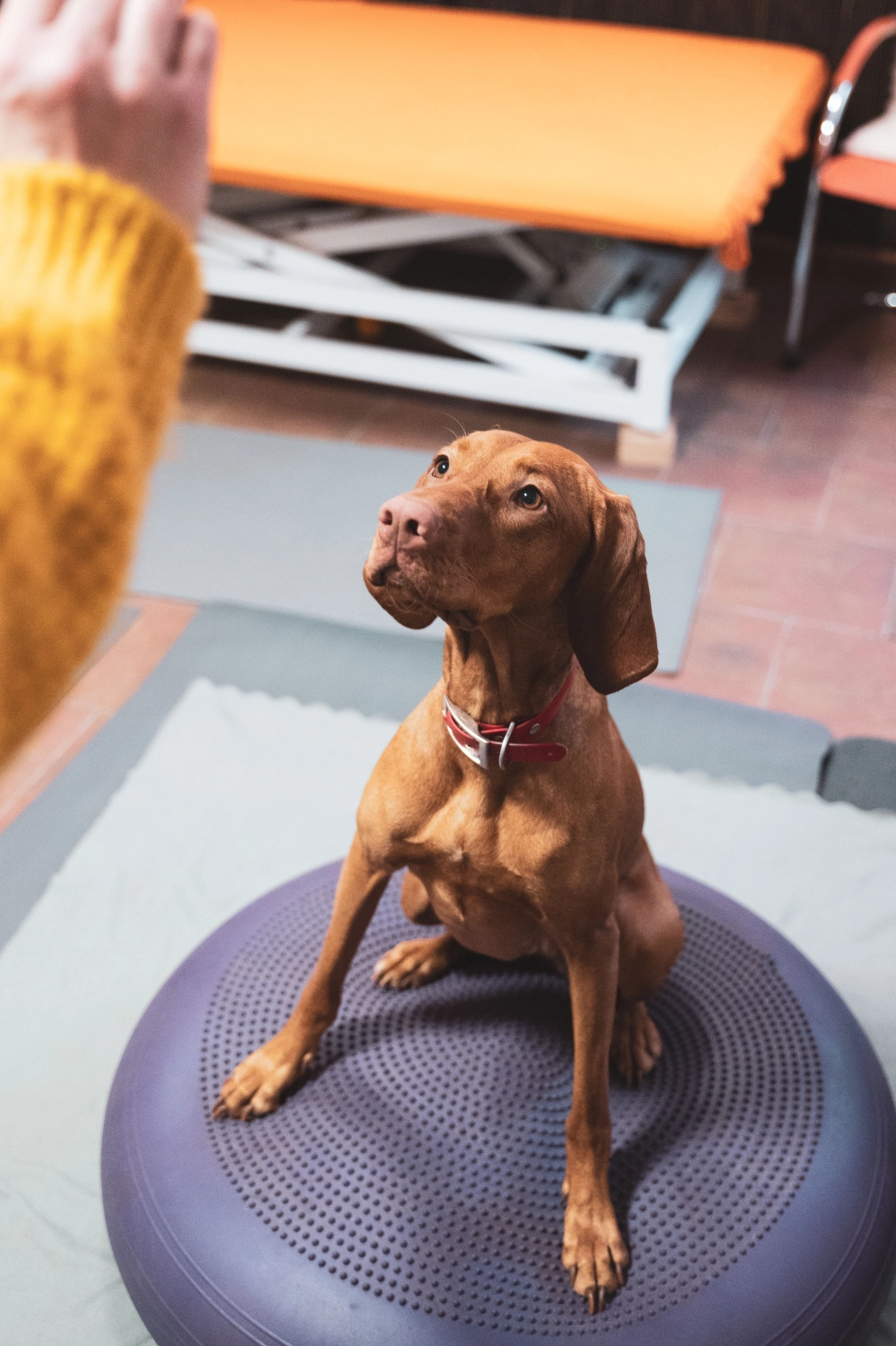 Bewegungstherapie pfotenfit-Hundephysiotherapie